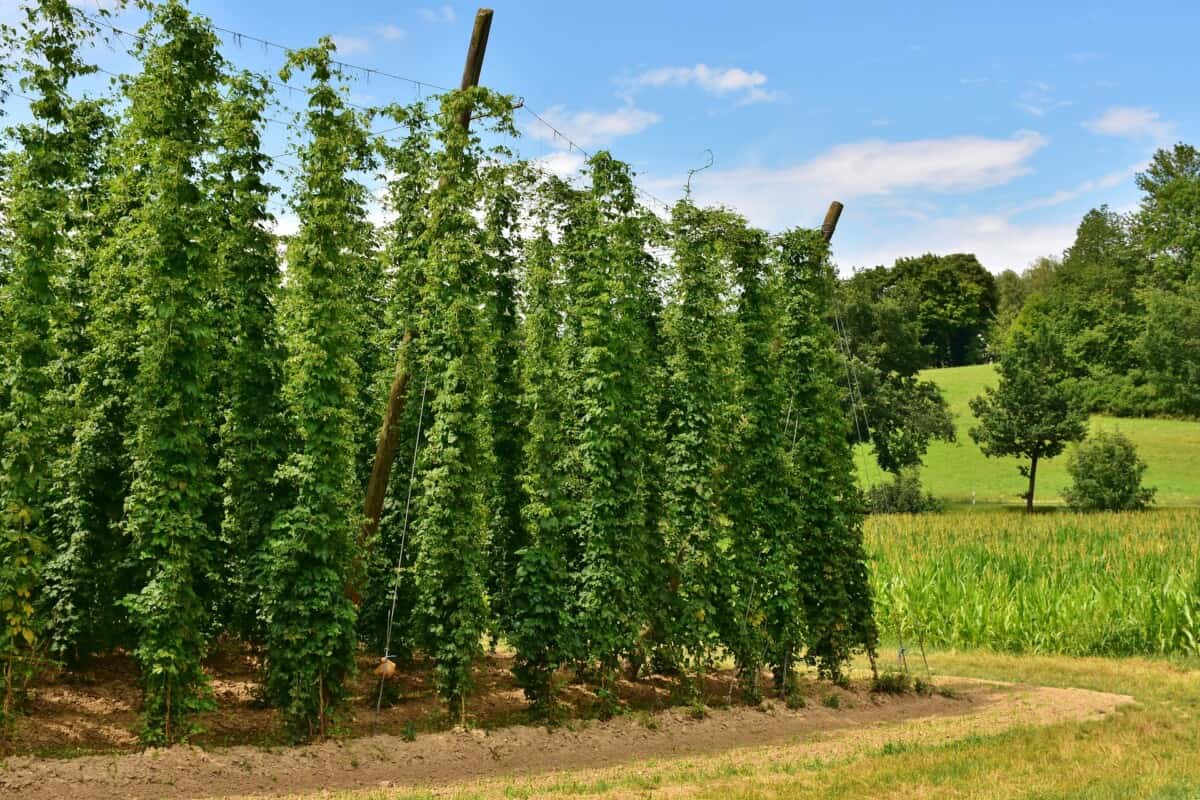 How To Add Fresh Hops To 5 Gallons Of Beer - Frugal Homebrew
